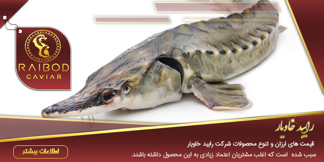 صادرات ماهی اوزون برون